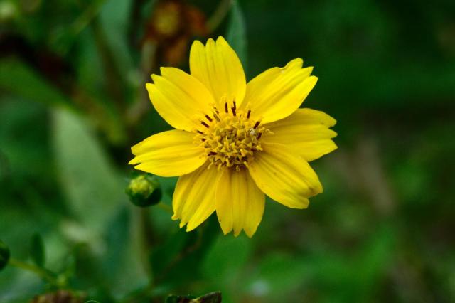 Niger (Guizotia abyssinica) flower