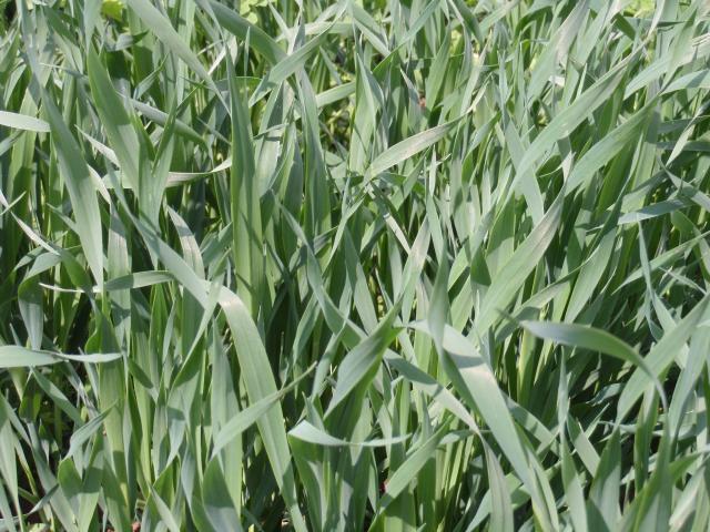 Spring oat, France