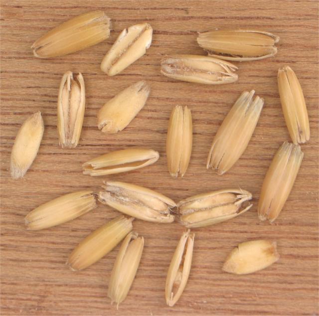 Oats (Avena sativa)