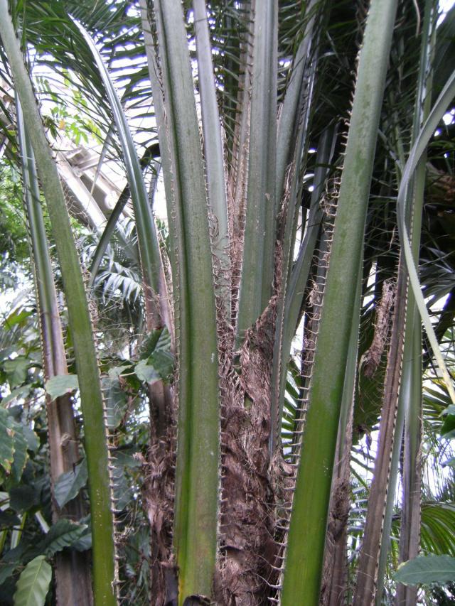 African palm oil (Elaeis guineensis), fronds and leaves, Kew Gardens, London