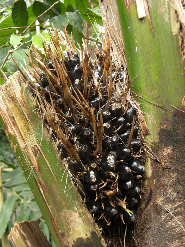 Oil palm (Elaeis guineensis), fruits, Kew Gardens, London