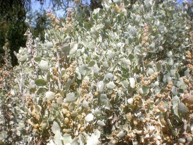 Old man saltbush (Atriplex nummularia), foliage
