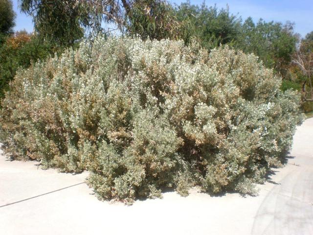 Old man saltbush (Atriplex nummularia), habit