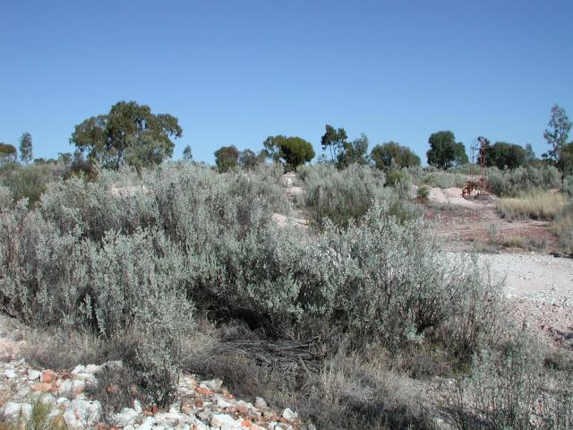 Old man saltbush (Atriplex nummularia), habit