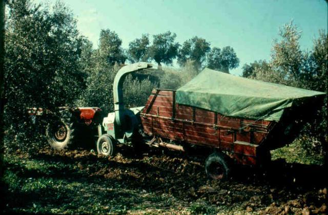 Olive forage chopping machine, Andalusia, Spain