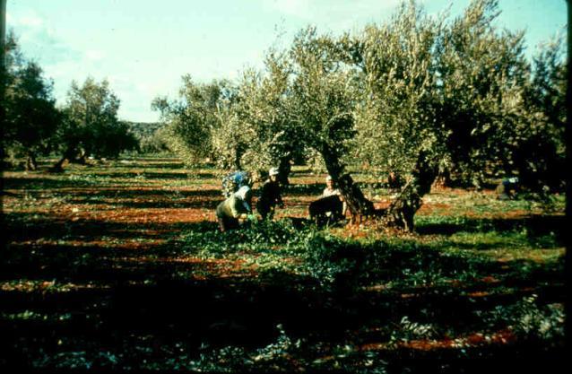 Olives picked on the ground