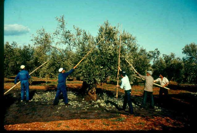 Olives collected with a net