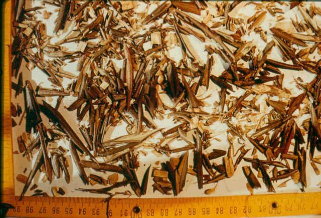 Olive tree (Olea europaea) chopped leaves and stems, Andalusia, Spain
