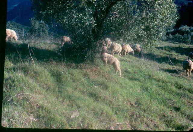 Olive trees (Olea europaea) and browsing sheep, Andalusia, Spain