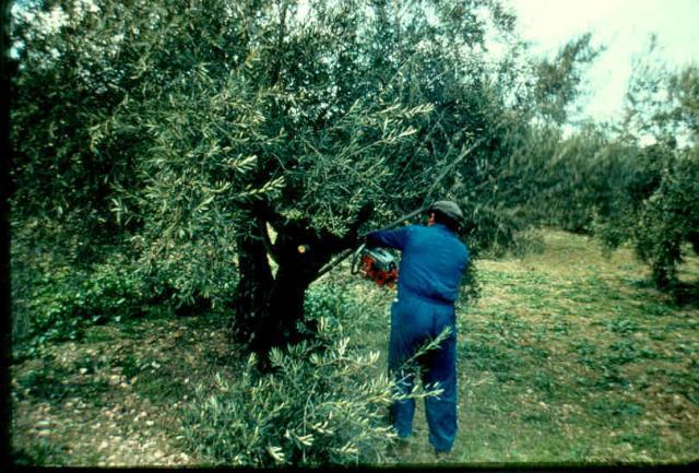 Olive tree (Olea europaea) hand pruning, Andalusia, Spain