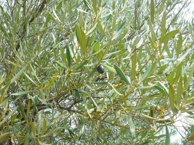 Olive tree (olea europaea) leaves and fruit