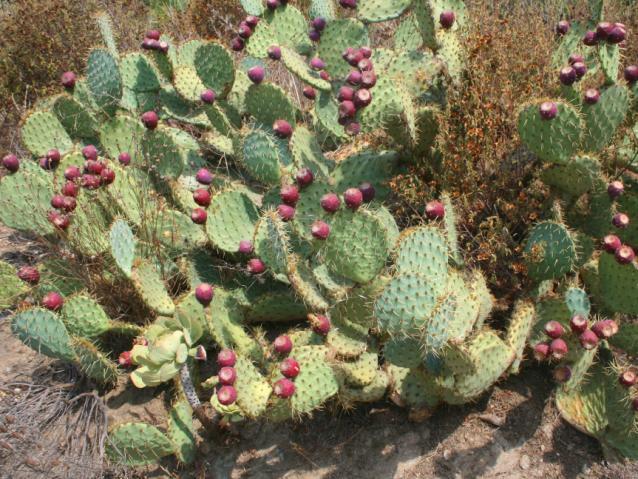 Opuntia, South of France