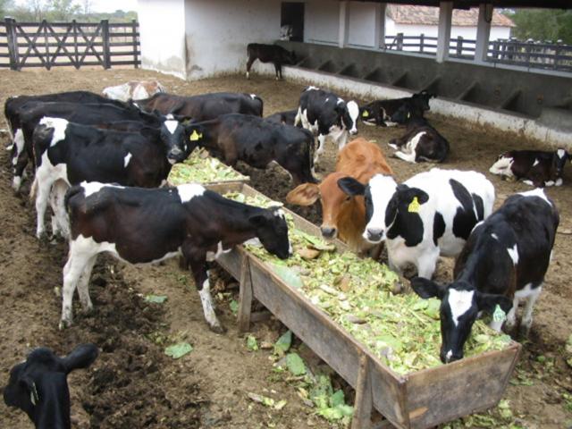 Dairy calves eating Opuntia cactus in Brazil