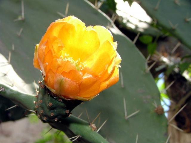 Prickly pear (Opuntia ficus-indica), inflorescence