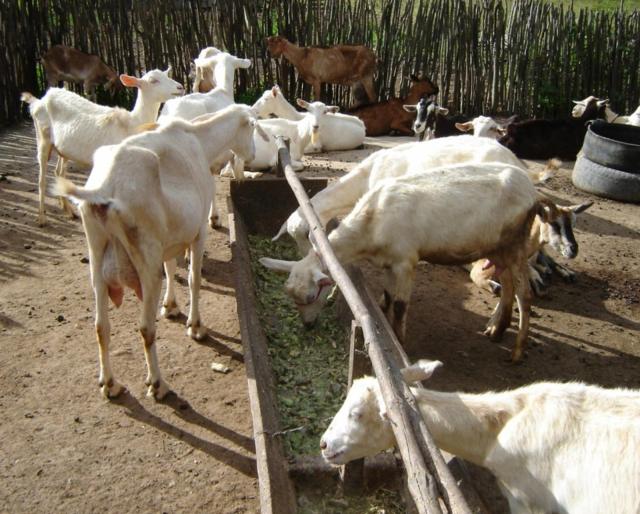 Goats eating Opuntia in Brazil