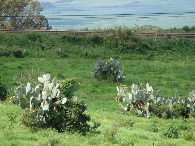 Prickly pear (Opuntia ficus-indica), habit, Hawaii