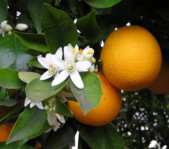 Orange (Citrus x sinensis), fruits and flowers