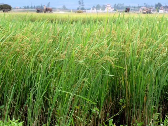 Rice field during harvest, Central Vietnam