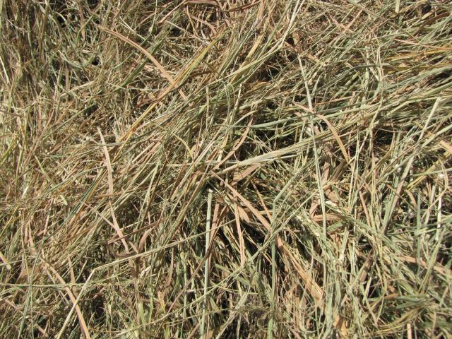 Rice straw, Central Vietnam