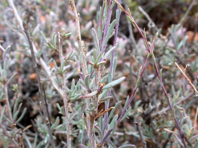Osteospermum spinescens. Photographer: C. Meyer