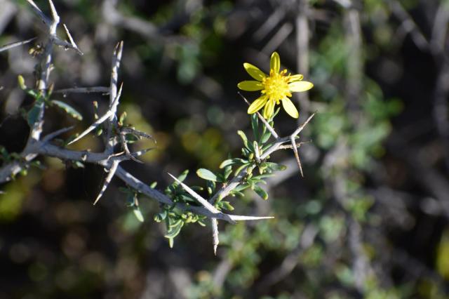 Osteospermum spinescens. Credit: Joti Daya
