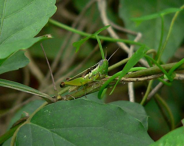 Oxya hyla grasshopper