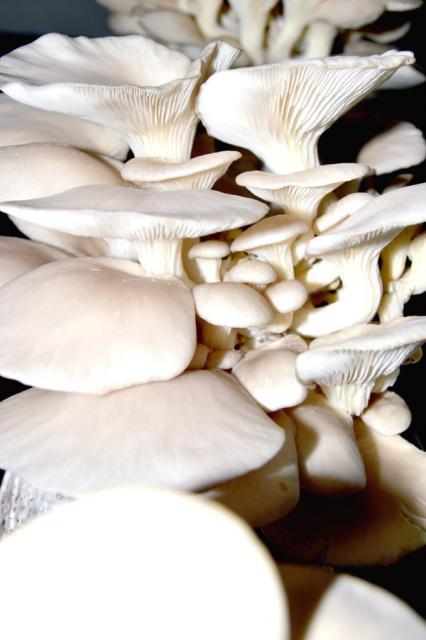 Oyster mushrooms (Pleurotus ostreatus)