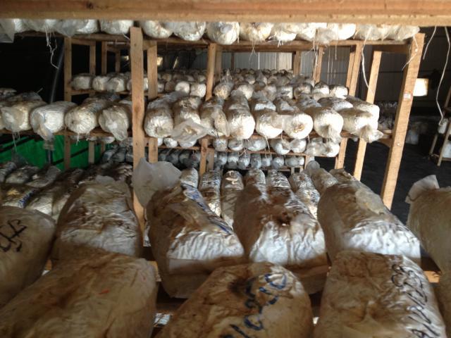 Spent substrate resulting from oyster mushroom (Pleurotus ostreatus) production