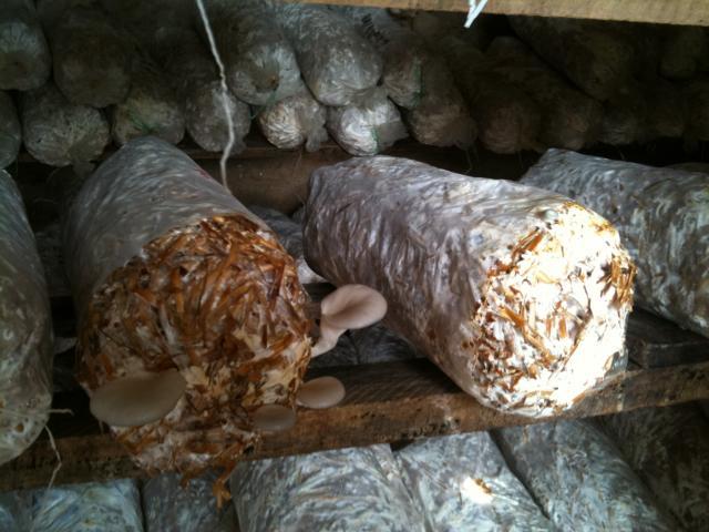 Bags of substrate for oyster mushroom (Pleurotus ostreatus