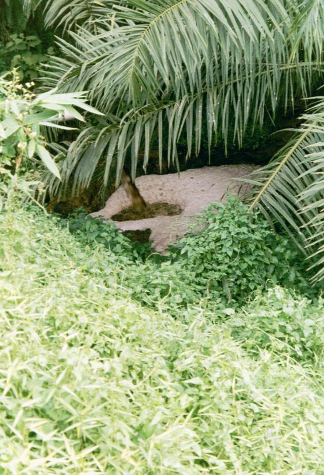 Palm oil mill effluent