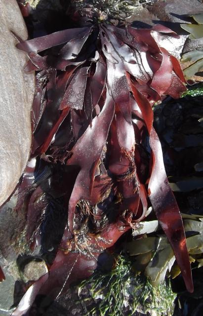 Dulse (Palmaria palmata)