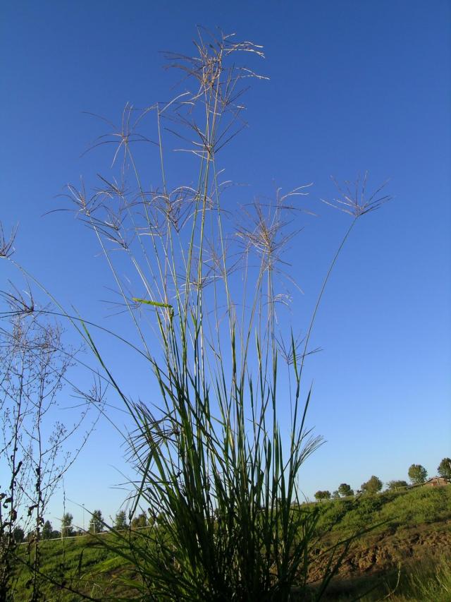 Pangola grass (Digitaria eriantha), Australia