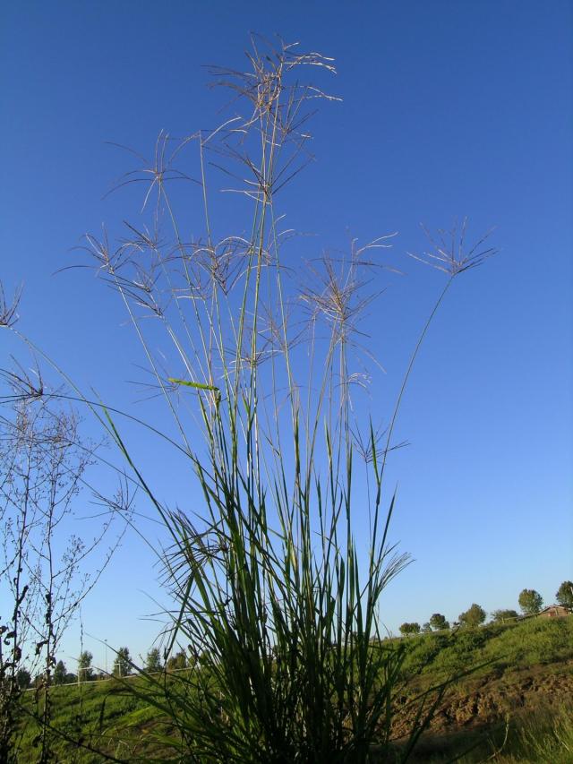 Pangola grass (Digitaria eriantha), Australia