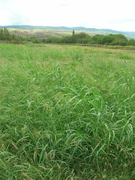 Blue panic (Panicum antidotale), Molokai, Hawaii