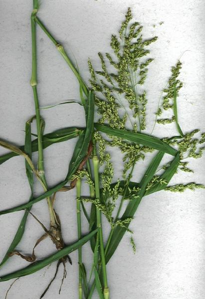 Blue panic (Panicum antidotale) plant, Maui, Hawaii