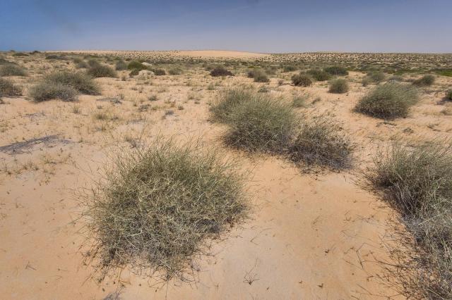 Desert grass (Panicum turgidum) tussocks