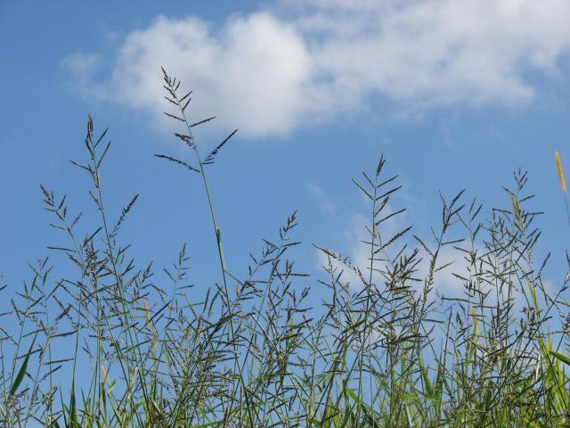 Para grass (Brachiaria mutica), habit, Hawaii
