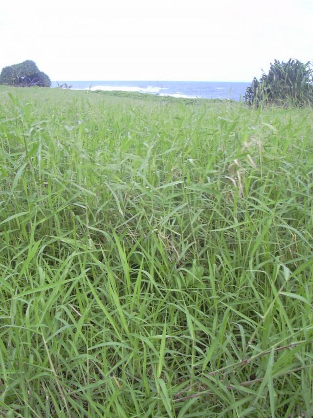 Para grass (Brachiaria mutica), habit, Hawaii