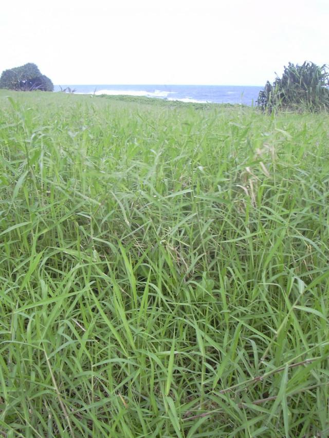 Para grass (Brachiaria mutica), habit, Hawaii