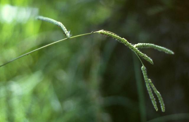 Paspalum dilatatum