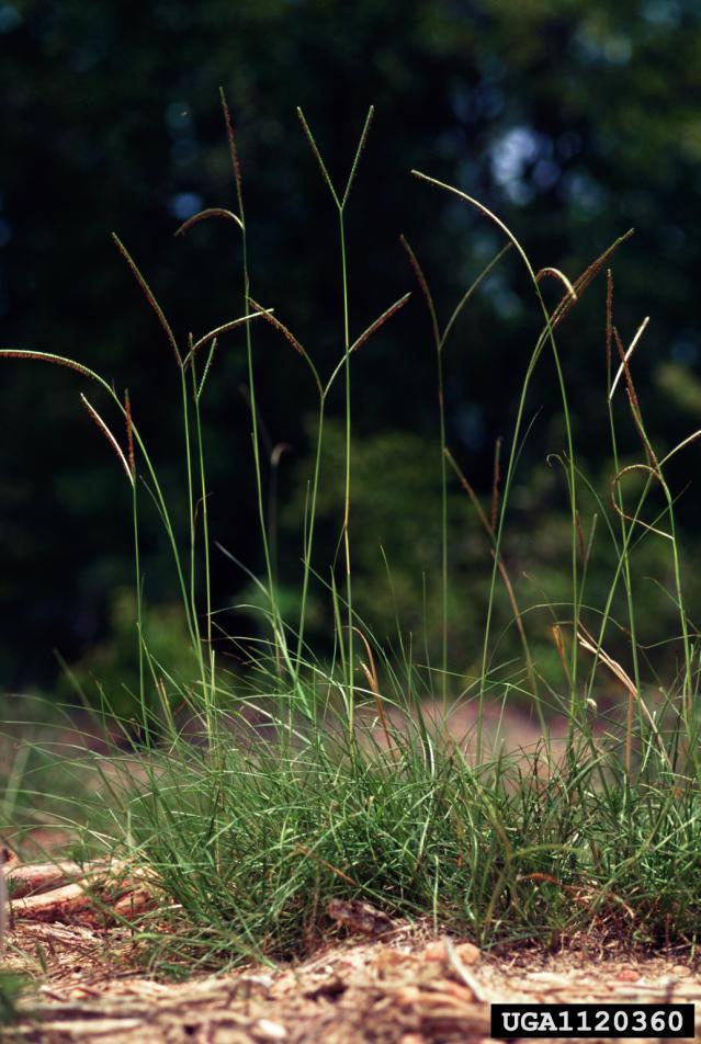Bahia grass Feedipedia