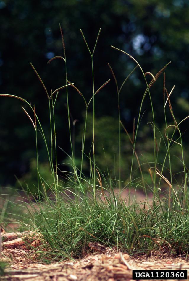 Bahia grass