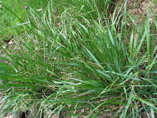 Scrobic (Paspalum scrobiculatum), Hawaii