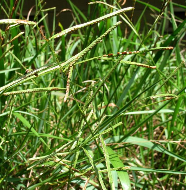 Scrobic (Paspalum scrobiculatum), Hawaii