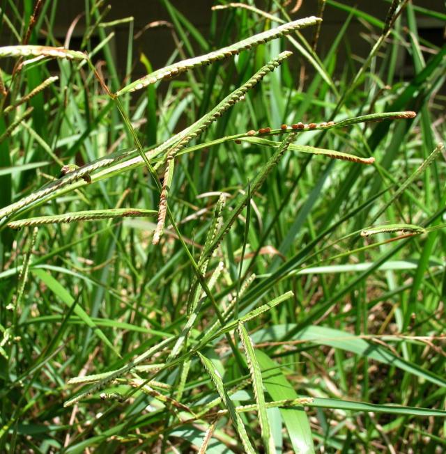 Scrobic (Paspalum scrobiculatum), Hawaii