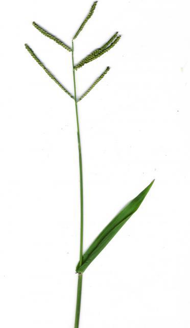 Scrobic (Paspalum scrobiculatum)