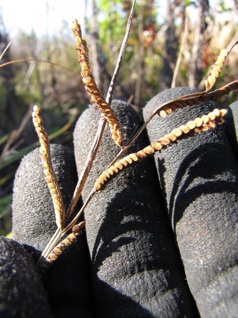 Scrobic (Paspalum scrobiculatum) seedheads