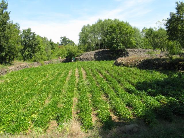 Pea field