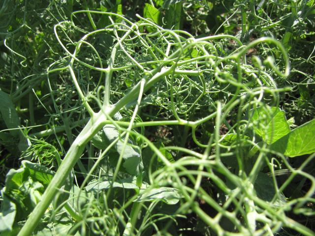 Pea leaves and vines