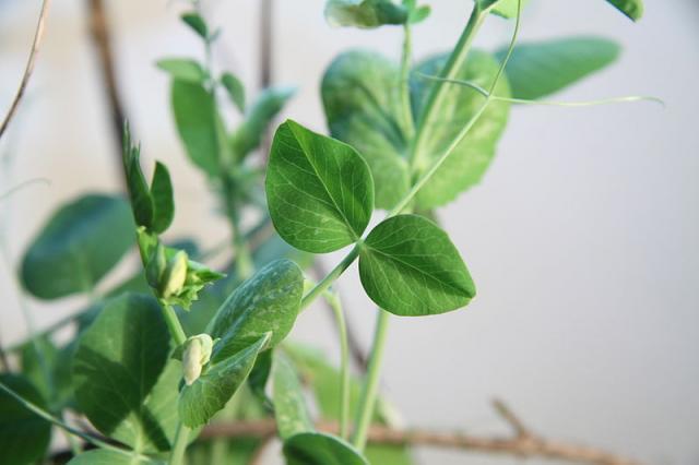 Pea leaves